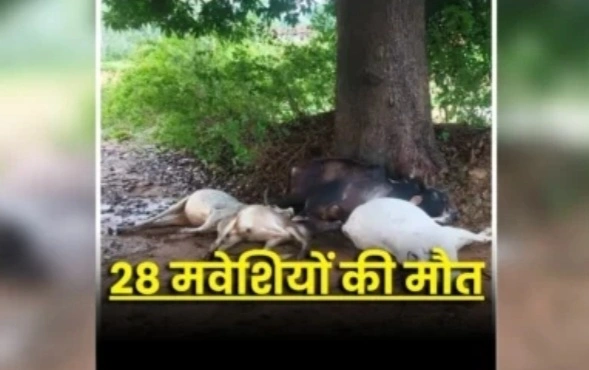आकाशीय बिजली का कहर, एक साथ 28 मवेशियों की मौत